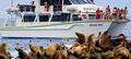 Phillip Island Seal Watching Cruise Thumbnail 1