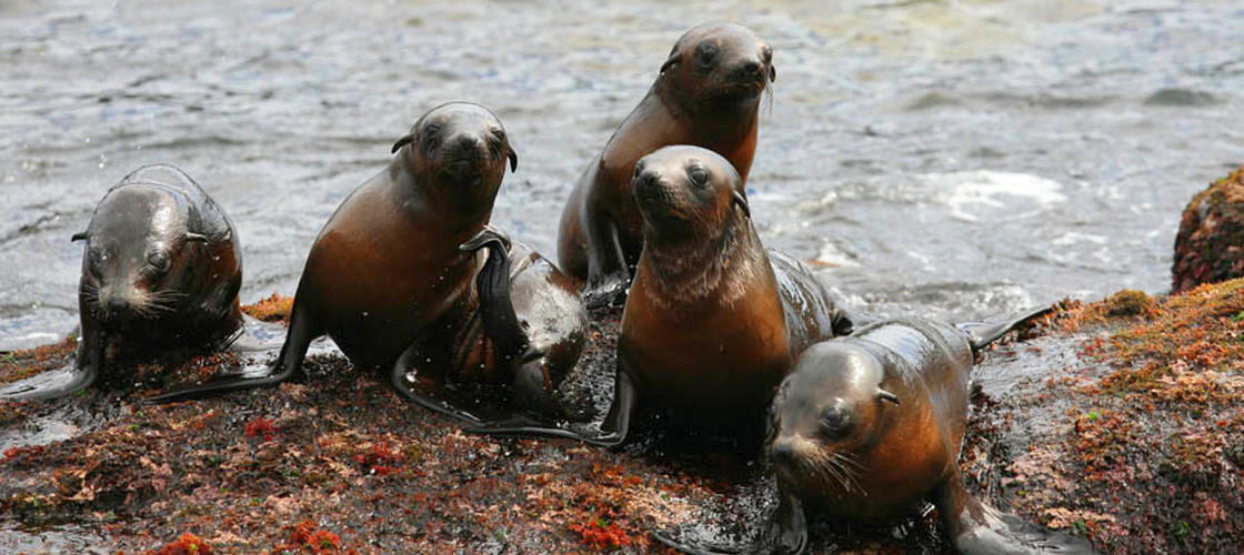 Seals Phillip Island