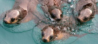 Phillip Island Seal Watching Cruise Thumbnail 4