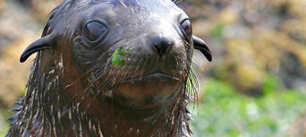 Phillip Island Seal Watching Cruise Thumbnail 5