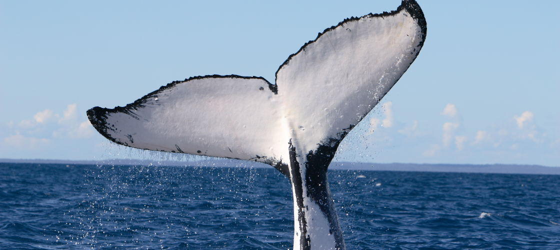 Phillip Island Whale Watching Tours | Experience Oz