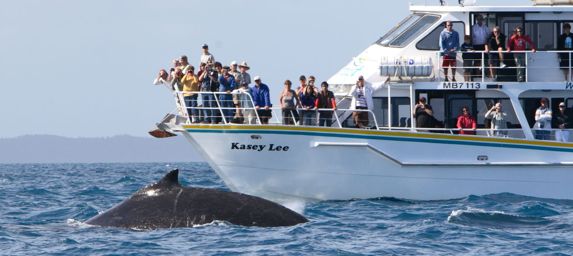 Phillip Island Winter Whale Watching Cruise
