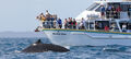Phillip Island Winter Whale Watching Cruise Thumbnail 1