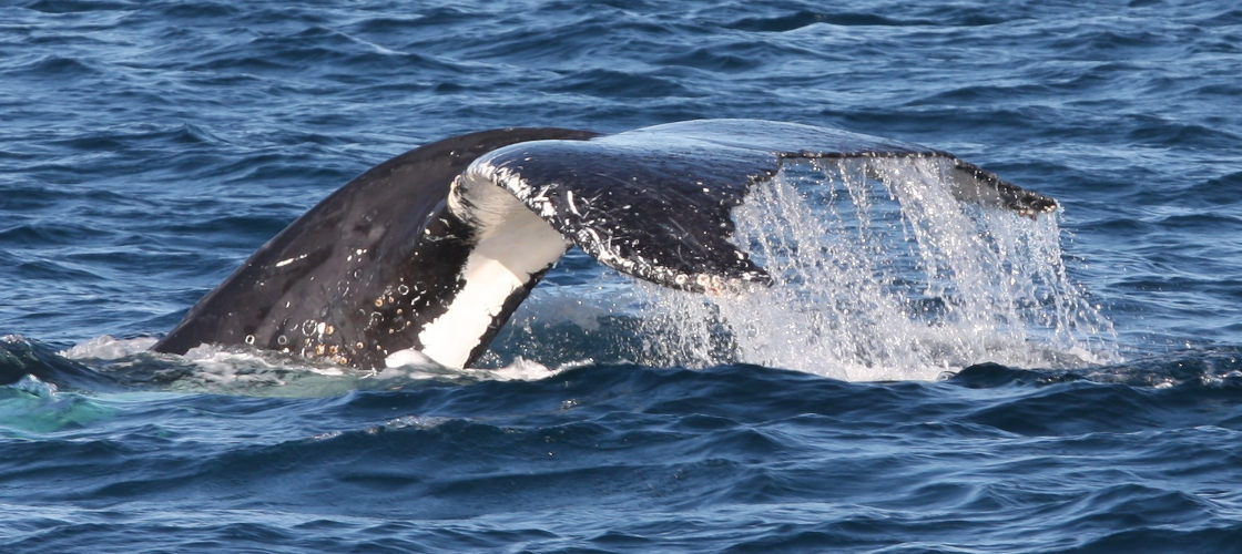 whale watching tours phillip island