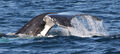 Phillip Island Winter Whale Watching Cruise Thumbnail 4