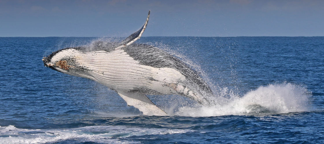 Phillip Island Winter Whale Watching Cruise