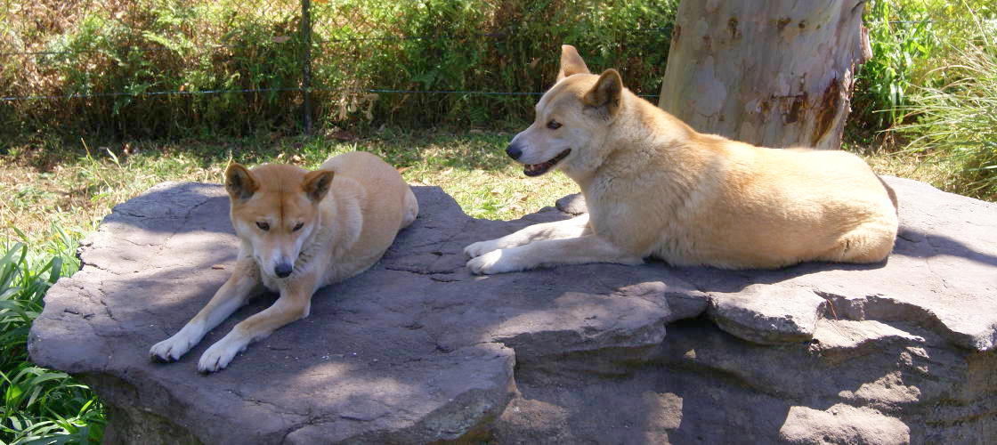 Australian Reptile Park Somersby Tickets | Experience Oz