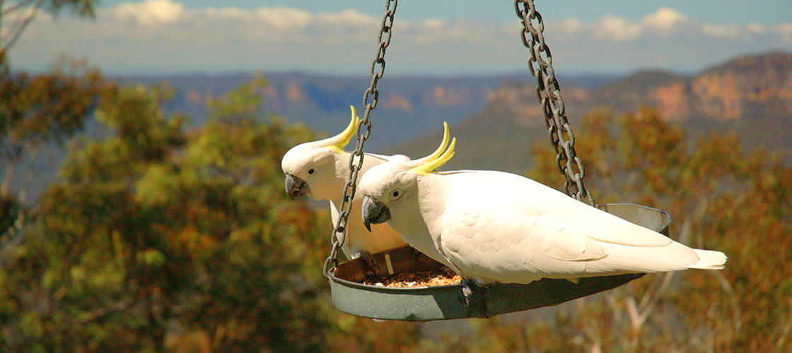 Blue Mountains Day Tour from Sydney with Harbour Cruise