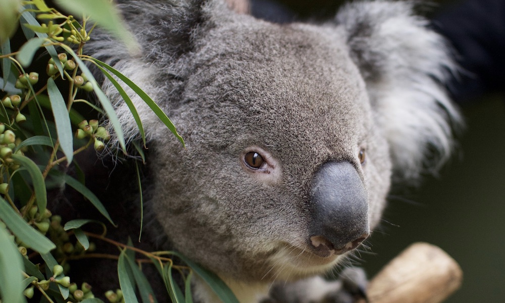 Bonorong Wildlife Sanctuary Tickets