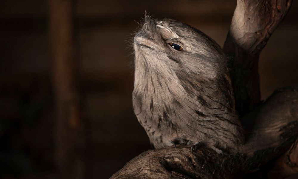 Exclusive Night Tours Bonorong Wildlife Sanctuary