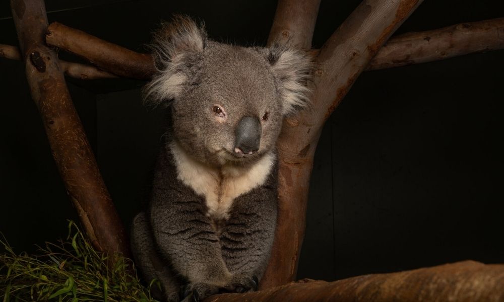 Exclusive Night Tours Bonorong Wildlife Sanctuary