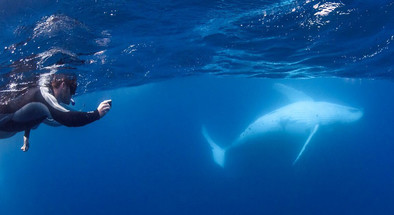 Swim with Humpback Whales