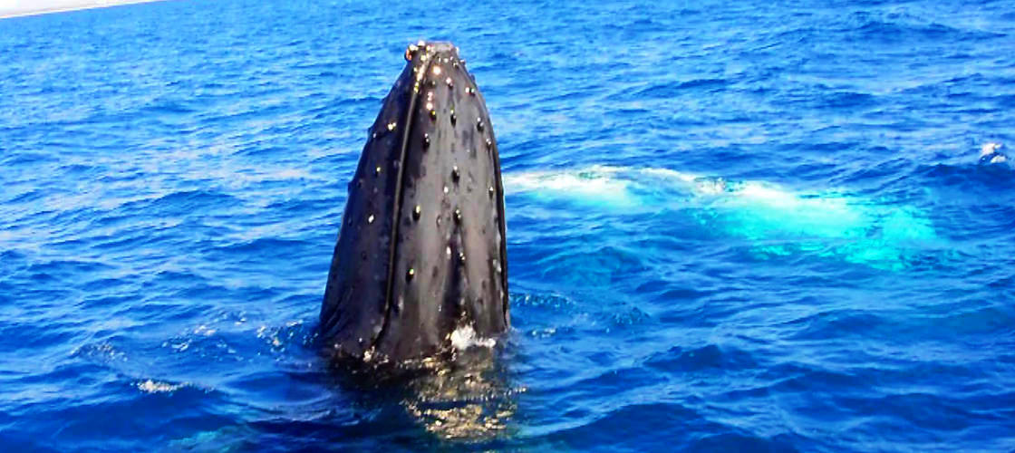 Small Group Whale Watching Tour from Mooloolaba