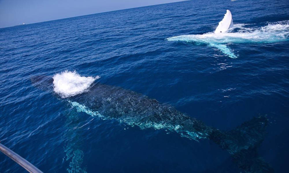 Small Group Whale Watching Tour from Mooloolaba 209 Brisbane Road Mooloolaba QLD 4557