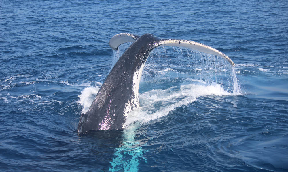 Small Group Whale Watching Tour from Mooloolaba