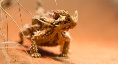 Alice Springs Desert Park General Admission