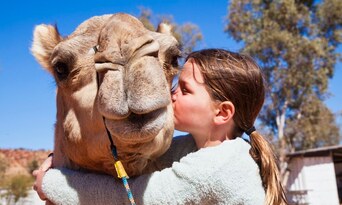 Alice Springs Noon Camel Ride Thumbnail 2
