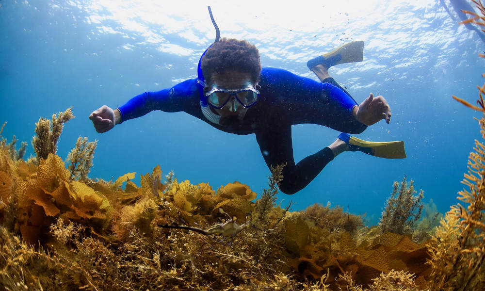 Sorrento Sightseeing Cruise With Dolphin And Seal Swim