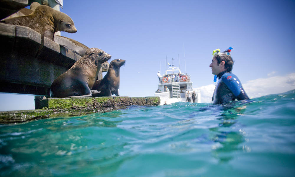 Sorrento Sightseeing Cruise With Dolphin And Seal Swim
