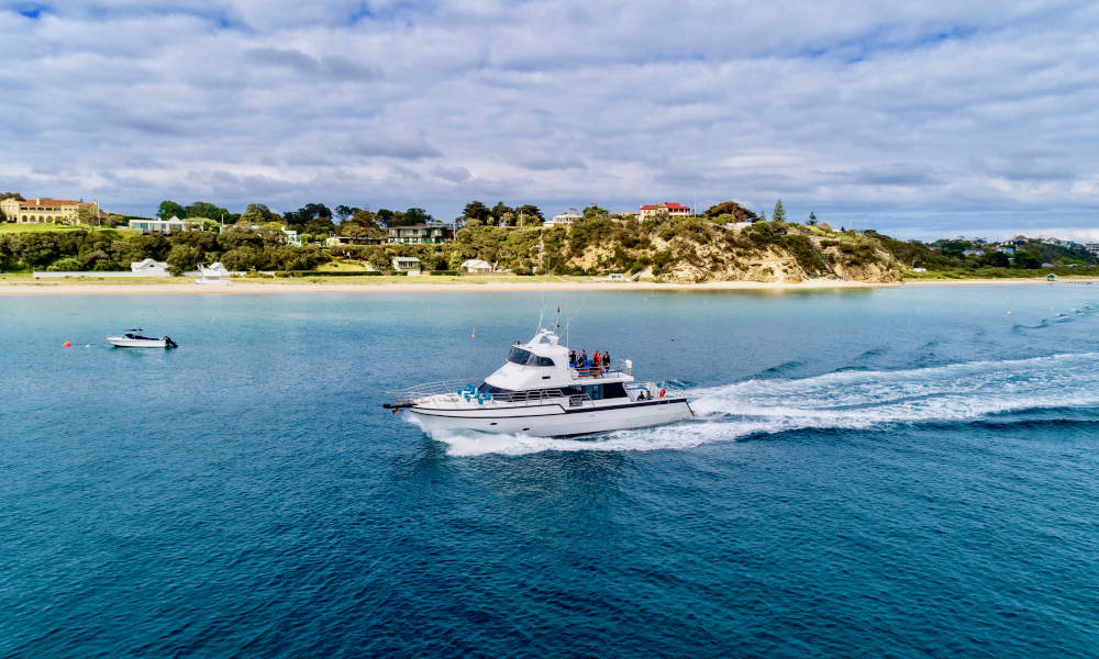 Sorrento Sightseeing Cruise With Dolphin And Seal Swim