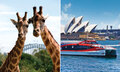 Taronga Zoo Entry and Harbour Ferry Pass Thumbnail 1
