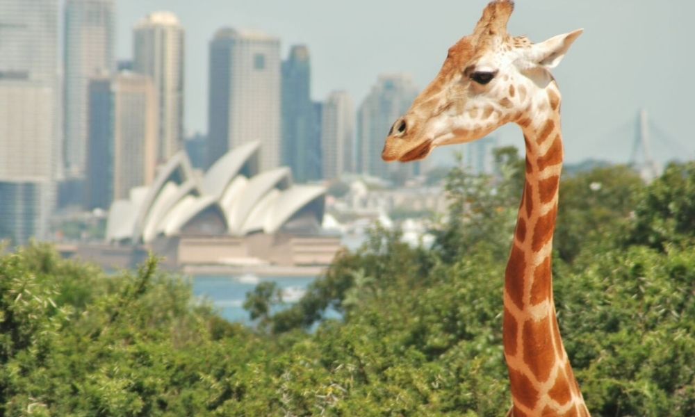 Taronga Zoo Entry and Harbour Ferry Pass with Sky Safari