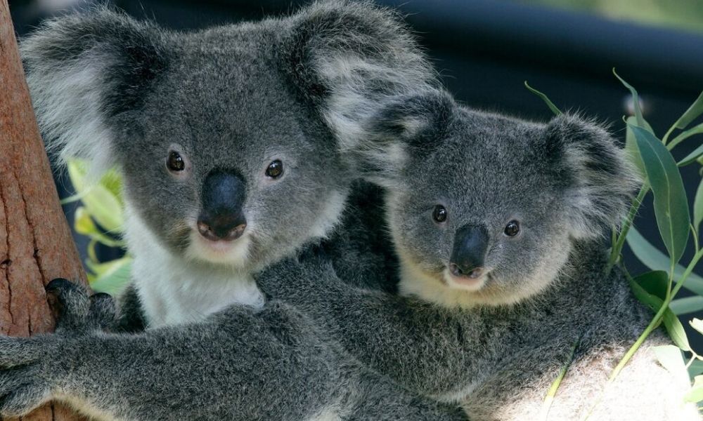 Taronga Zoo Entry and Harbour Ferry Pass with Sky Safari
