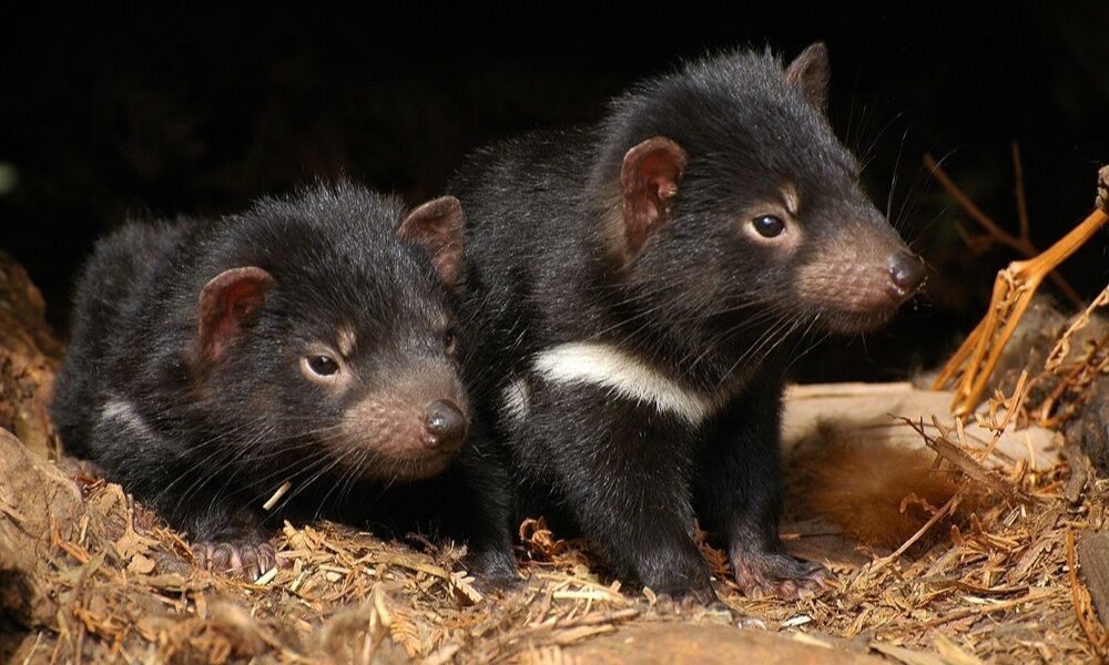 Taronga Zoo Entry and Harbour Ferry Pass with Sky Safari