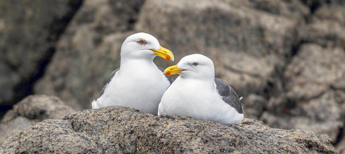 Iron Pot Scenic Cruise from Hobart