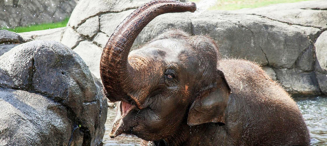 Auckland Zoo General Admission Tickets - General Admission