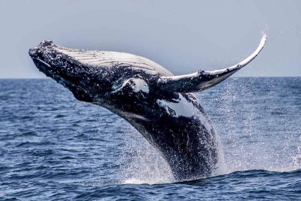 Whale Watching Cruises from Surfers Paradise