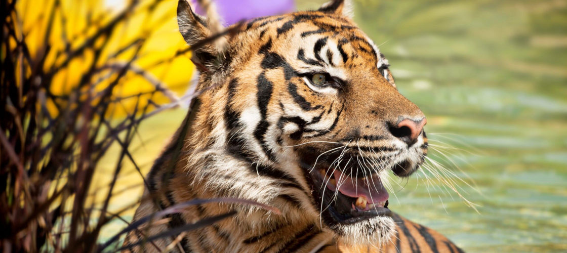 Ballarat Wildlife Park Tickets