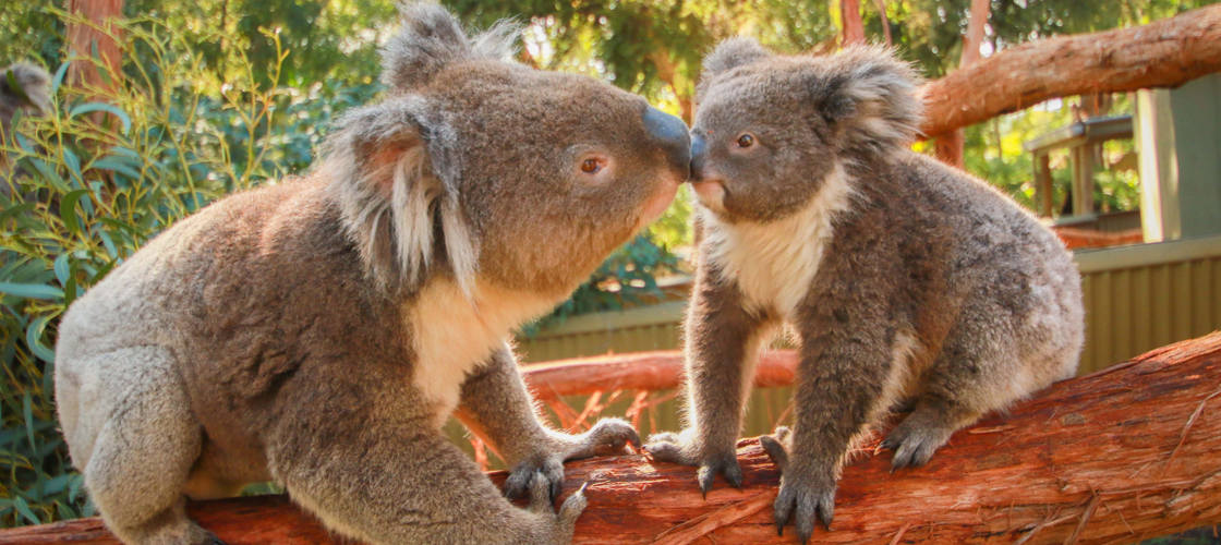 Ballarat Wildlife Park Tickets