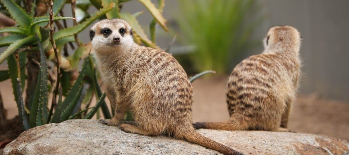 Ballarat Wildlife Park Tickets