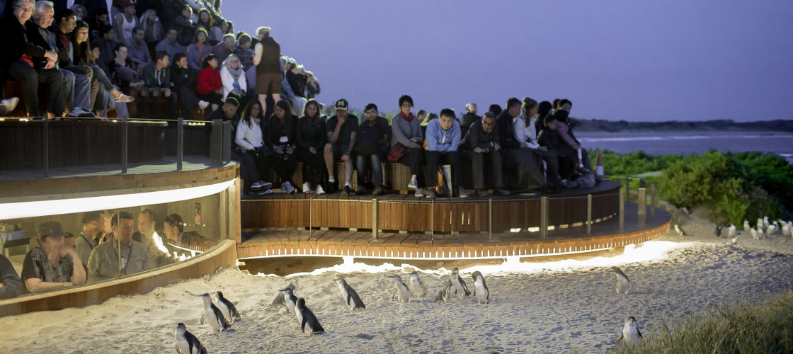 Phillip Island Nature Parks Penguin Parade Entry