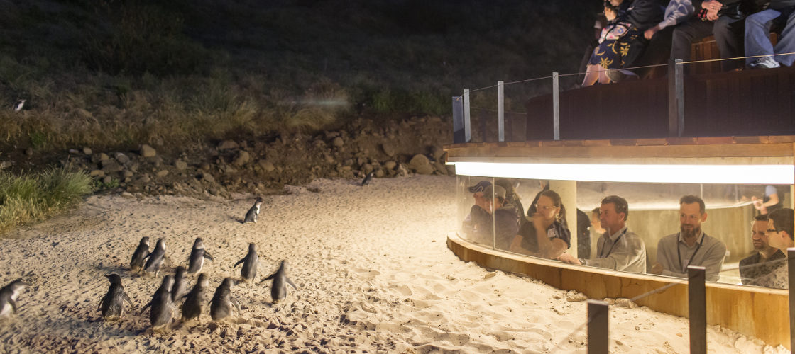 Phillip Island Nature Parks Penguin Parade Entry