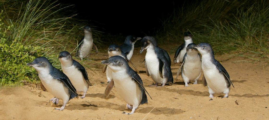 Phillip Island Nature Parks Penguin Parade Entry