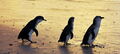 Phillip Island Nature Parks Penguin Parade Entry Thumbnail 2