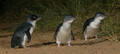 Phillip Island Nature Parks Penguin Parade Entry Thumbnail 3