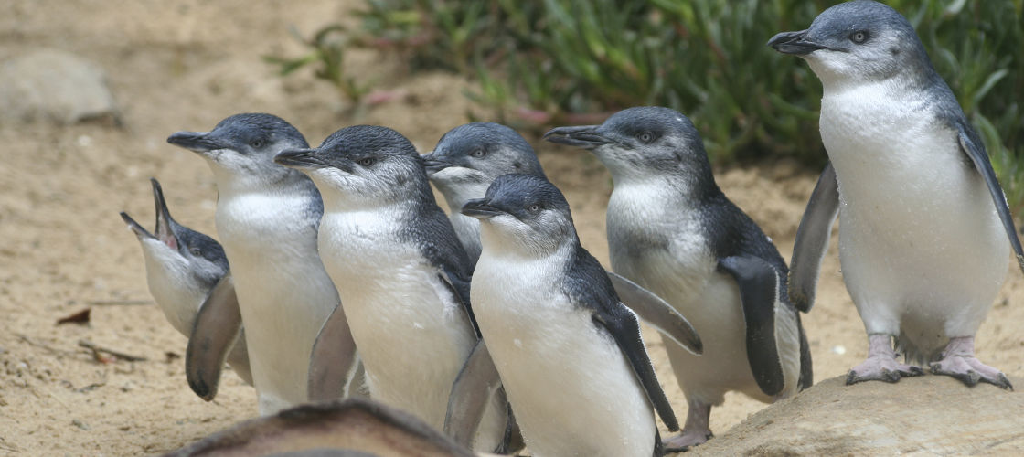 Great Ocean Road and Phillip Island Penguins 2 Day Tour 4 Shelley St Footscray VIC 3011