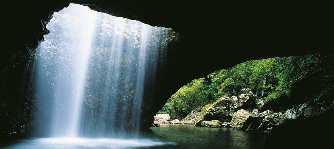 Natural Bridge and Springbrook Guided Afternoon Tour including Afternoon Tea