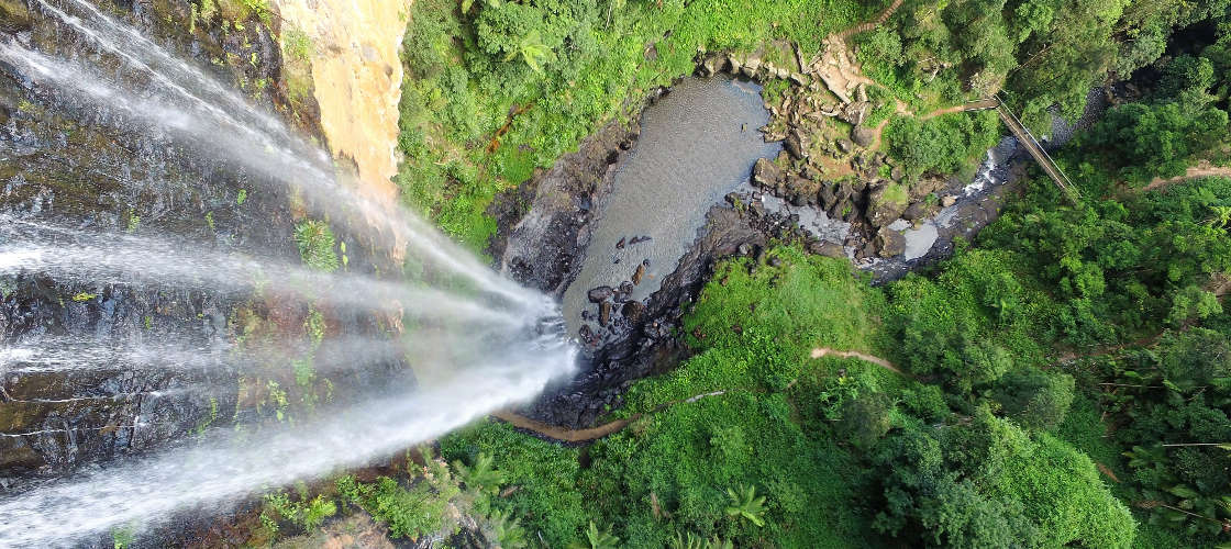 Half Day Natural Bridge and Springbrook Guided Tour