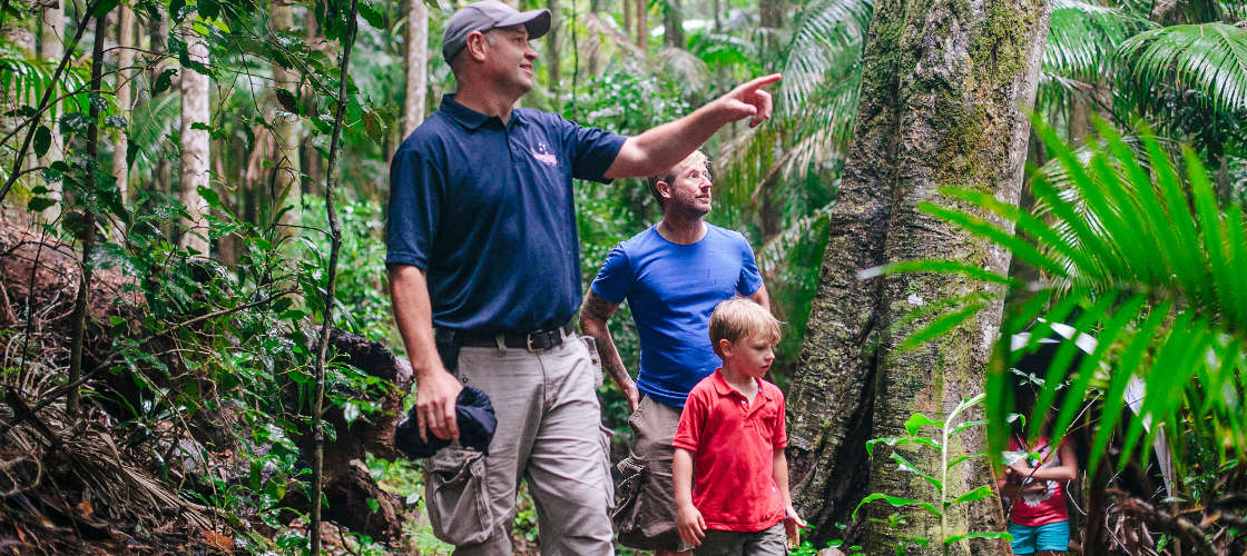 Half Day Natural Bridge and Springbrook Guided Tour