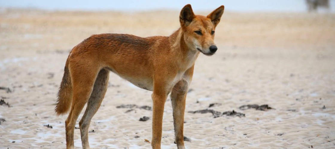 Remote Fraser Island Full Day Tour