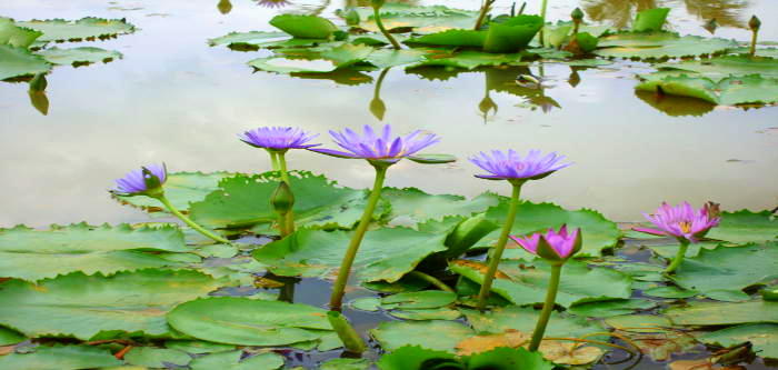 Free Things To Do  Blue Lotus Water Garden