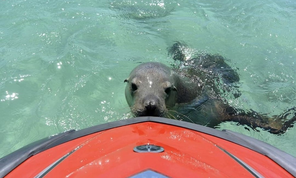 60 Minute Eco Jet Ski Tour