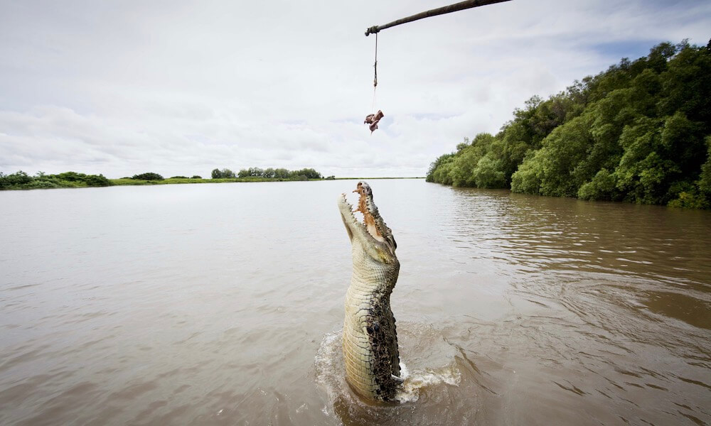 Adelaide River Jumping Crocodile Cruise