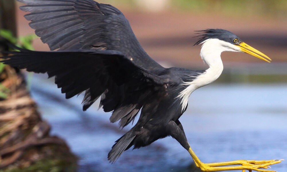 Adelaide River Jumping Crocodile Cruise