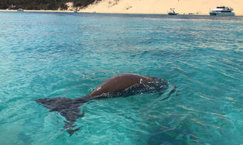 Moreton Island Dolphin Spotting and Snorkelling Cruise departing from Redcliffe Thumbnail 4