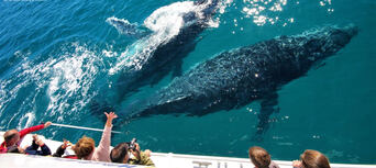 Hervey Bay Extended Morning or Afternoon + Sunset Whale Watching Cruise Thumbnail 2